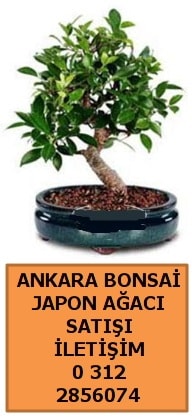 Ankara Kazan bonsai sat