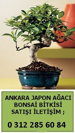 Ankara Kalecik bonsai japon aac sat