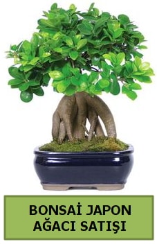 Ankara Balkhisar bonsai sat fiyat
