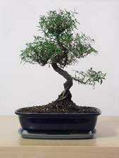 Japon aac Bonsai saks iei i mekan bitkileri ss bitkisi Ankara iek yolla dkkanmzdan