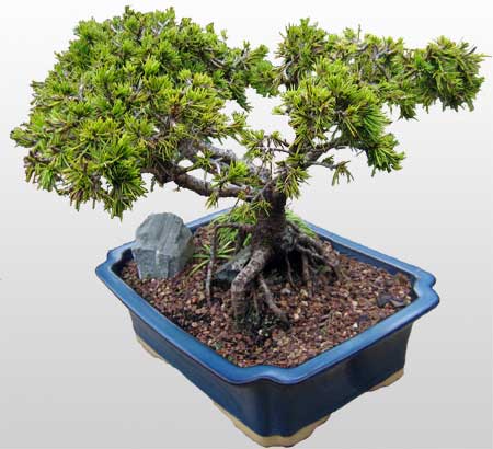 Ankara Kzlay ieki firmamzdan Bonsai kk japon aac i mekan ss bitkisi