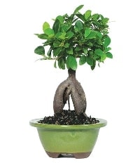 Bonsai saks iei Ankara Kzlay iek siparii sitesi