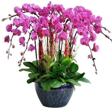 10 dall mor orkide Ankara 14 ubat sevgililer gn iek