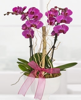 2 dall mor orkide Ankara anneler gn iek yolla
