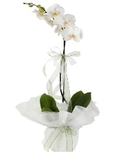 1 dal beyaz orkide iei Ankara Kzlay iek siparii vermek