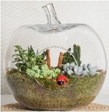 Elma terrarium orta boy 4 kakts Ankara Kzlay iek siparii sitesi