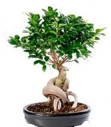 Bonsai japon aac seramik iinde Ankara iekiler