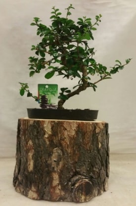 Doal ktk iinde bonsai japon aac Ankara hediye iek yolla