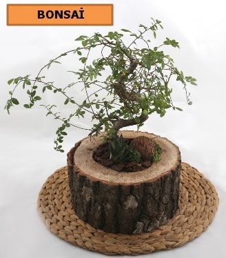 Doal ktk iinde bonsai japon aac Ankara hediye iek siparii