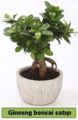Ginseng bonsai japon aac sat fiyat Ankara ieki telefonlar