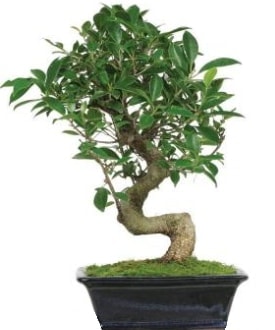 Bonsai saks bitkisi japon aac Ankara Kzlay iek siparii vermek