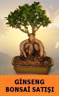 Bonsai saks bitkisi japon aac Ankara Kzlay iek siparii vermek