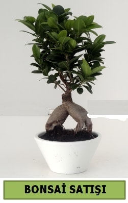 Minyatr Bonsai saks bitkisi japon aac Ankara Kzlay iek siparii vermek