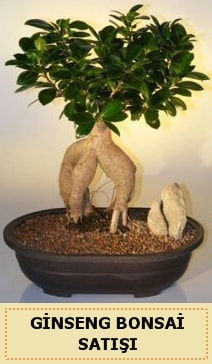 thal Ginseng bonsai sat japon aac Ankara Kzlay iek siparii sitesi