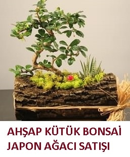 Ahap ktk ierisinde bonsai ve 3 kakts Ankara ieki maazas