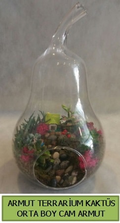 Cam Armut terrarium 5 kakts Ankara iek gnderme