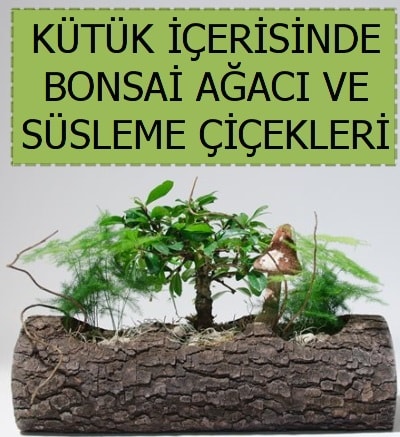 Ktk ierisinde bonsai japon aa bitkisi Ankara iek sat